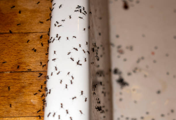 Reliable Bigfork, MT Pest Control Solutions