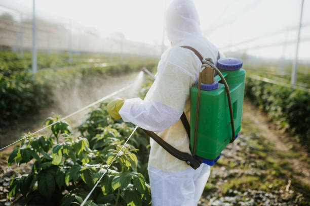 Best Flea Control Services  in Bigfork, MT